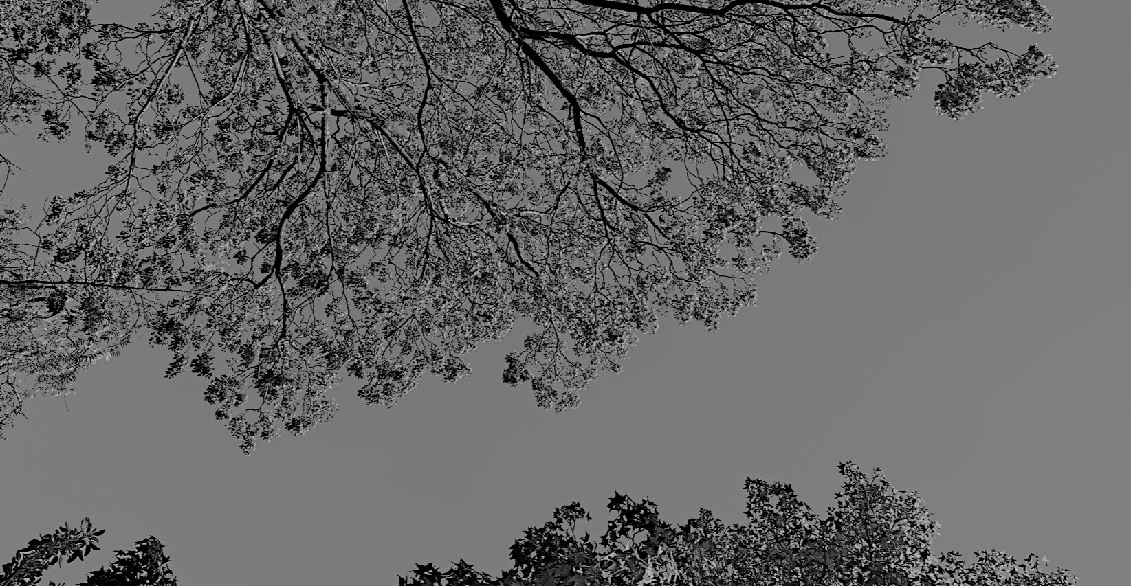 arbol